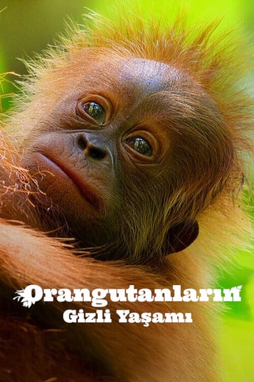 Orangutanların Gizli Yaşamı (2024)